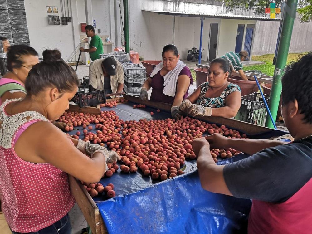 Pandemia afecta a la producción y exportación de litchi, baja hasta en un 70%