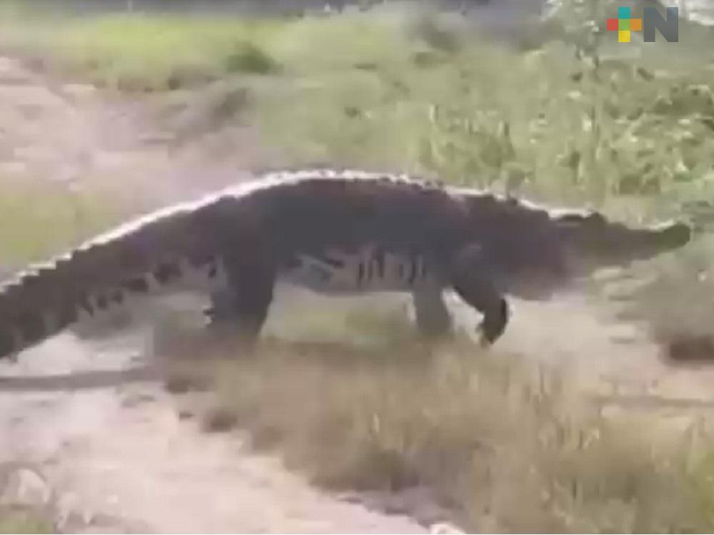 Ciudadanos reportan presencia de dos cocodrilos en colonia de Coatzacoalcos
