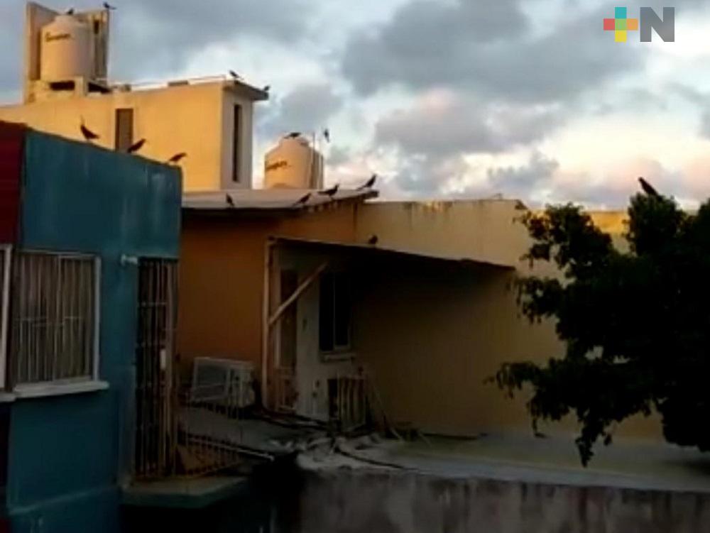 En redes sociales, ciudadanos denuncia actitud agresiva de pájaros en fraccionamiento de Coatzacoalcos