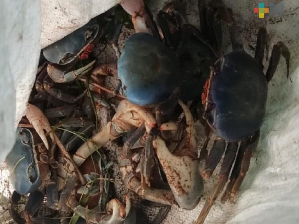 Implementan acciones para prevenir captura masiva de cangrejo azul