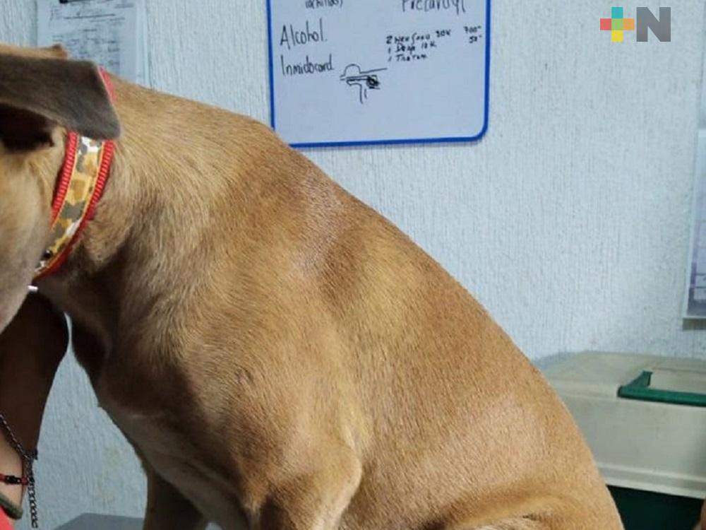 Denuncian a hombre que abusaba de perrita en Acayucan