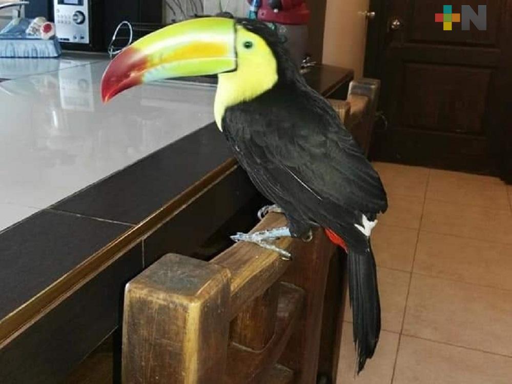 Policías Navales detienen a roba aves cuando intentaban cometer otro atraco