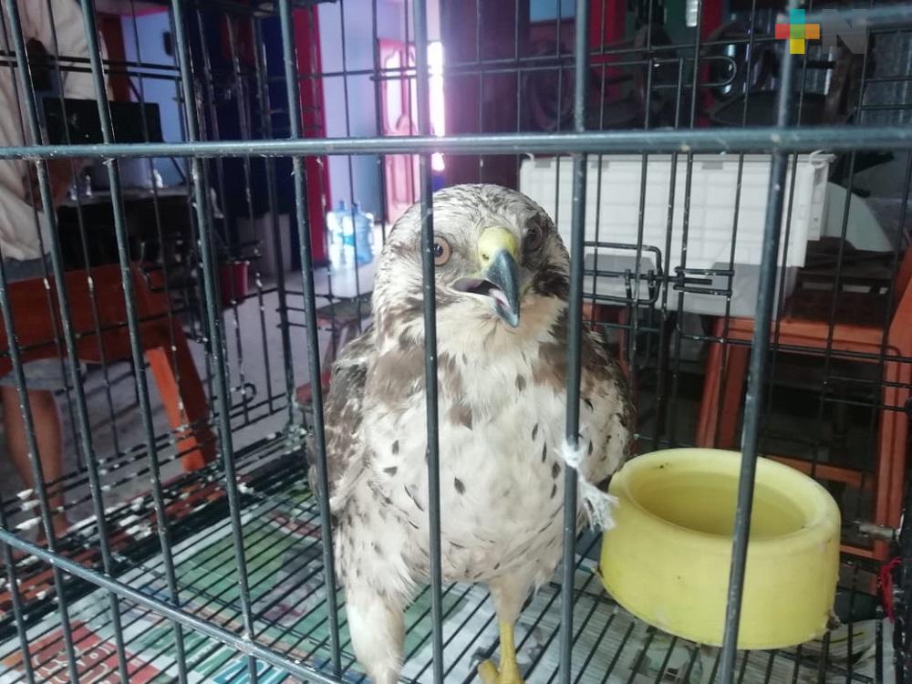 Rescatan águila que cayó en domicilio particular de Coatzacoalcos