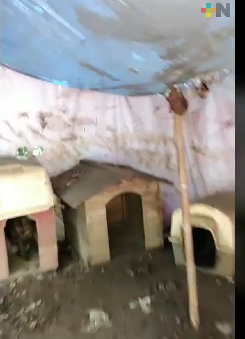 Lluvia afecta al Refugio Maussi Rescate Animal; piden láminas para proteger a perros y gatos