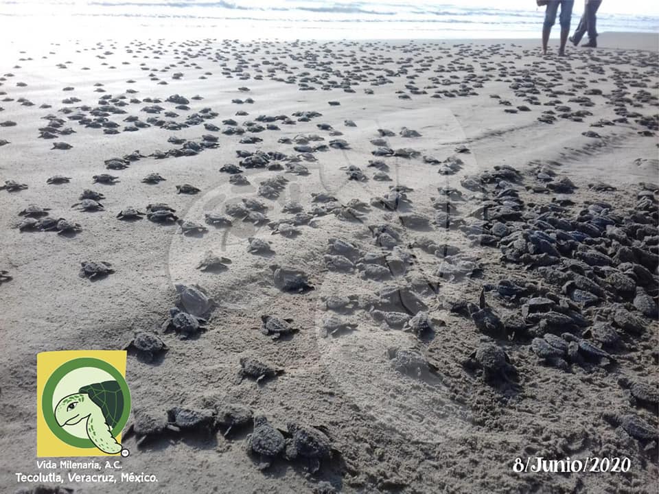 En Tecolutla, liberaron 5,600 tortugas bebés