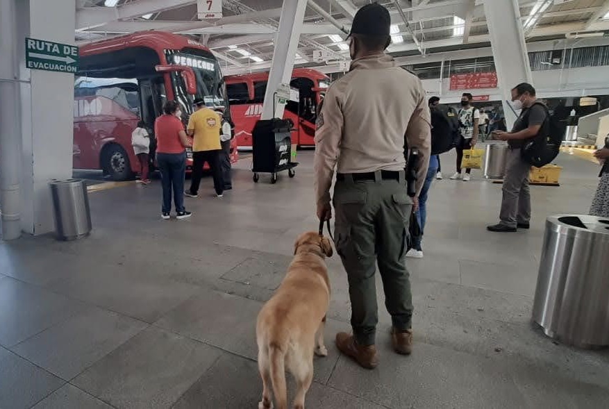 Asegura SSP 5 kilos de droga en CAXA y detiene a pasajero