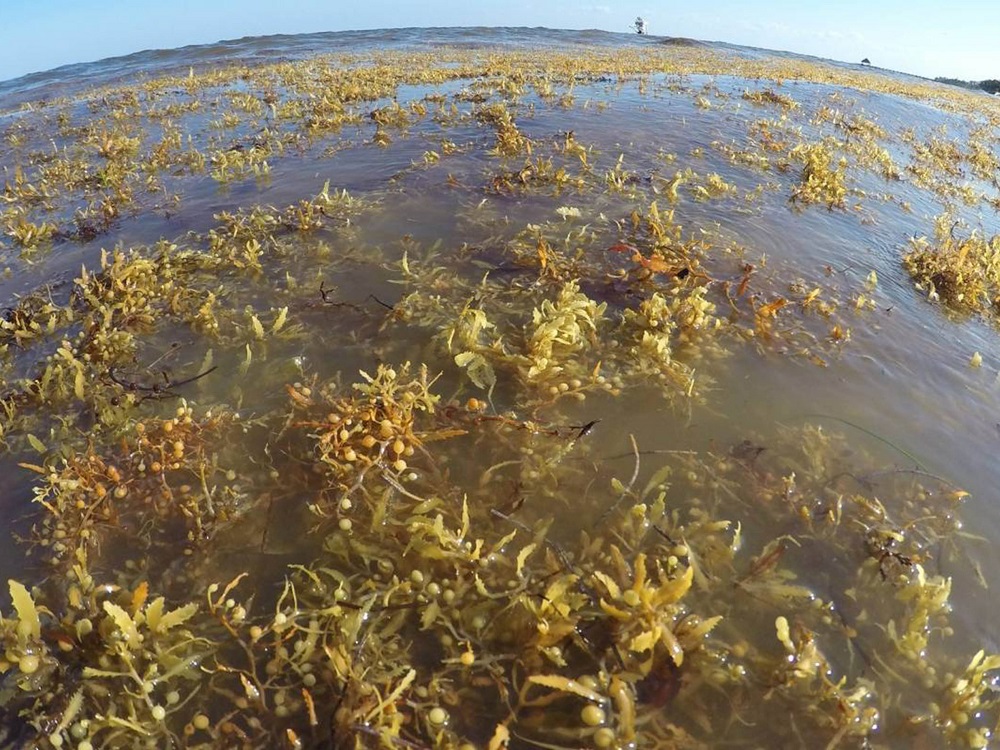 Contiene sargazo elementos dañinos para humanos y ecosistemas marinos