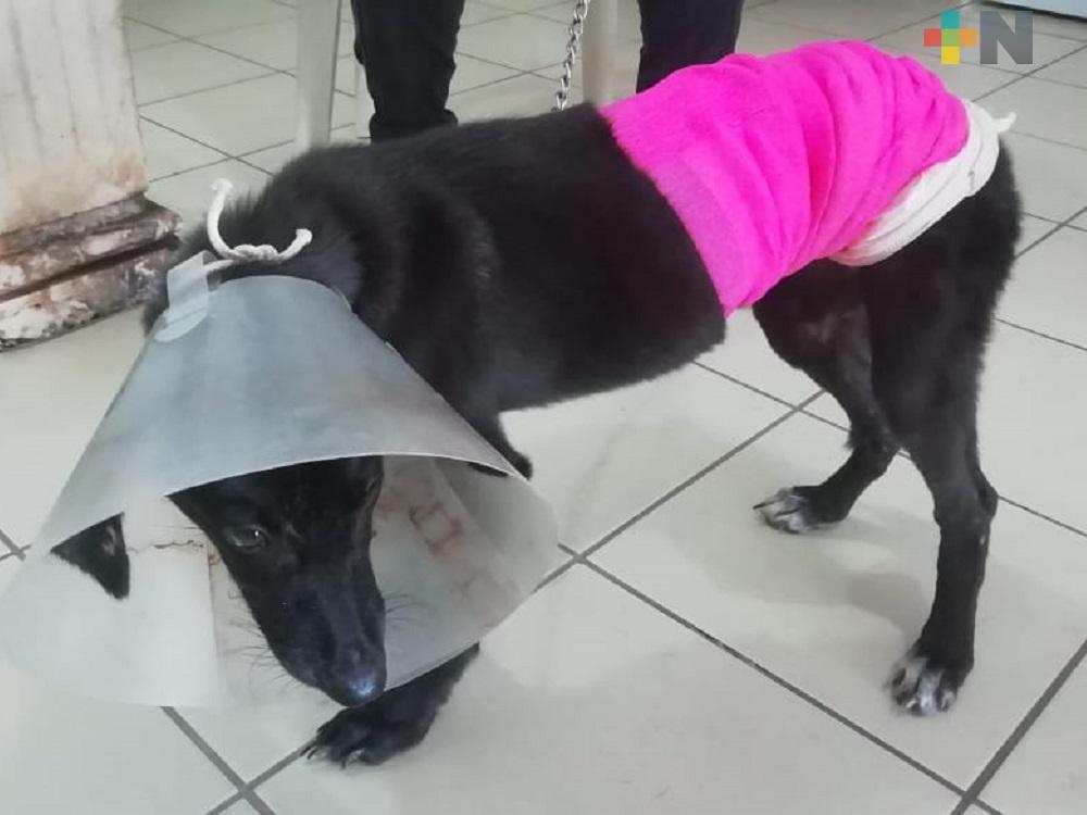 En recuperación, perrita quemada con agua hirviendo en Coatzacoalcos