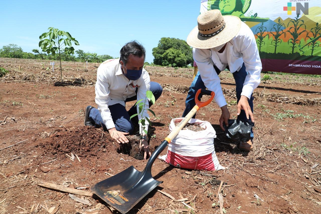 Supervisa gobernador Cuitláhuac García avances de Sembrando Vida, en Acayucan