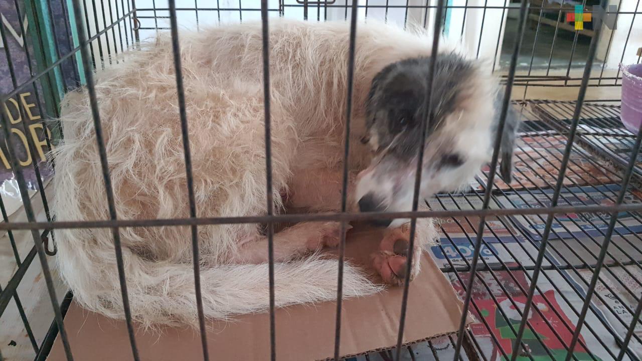 Amedea en Coatzacoalcos denuncia mala prácticas de veterinarios