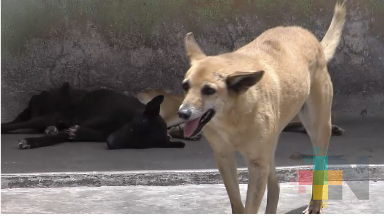 Rumor que haya incremento en abandono de mascotas durante contingencia