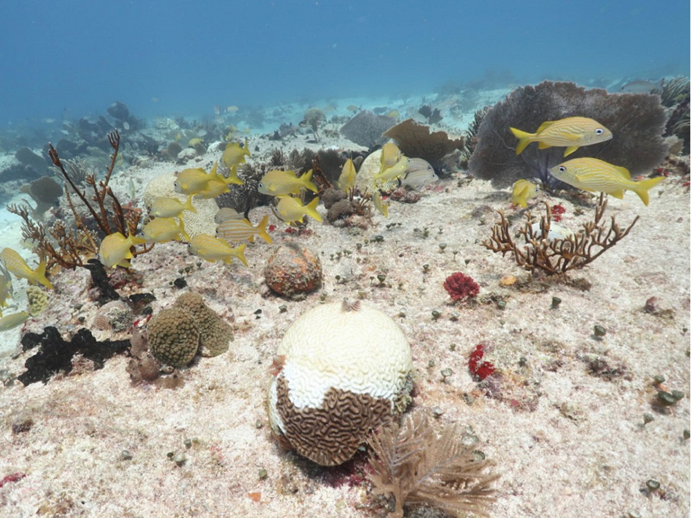 Síndrome blanco, amenaza para la integridad ecológica del Caribe mexicano