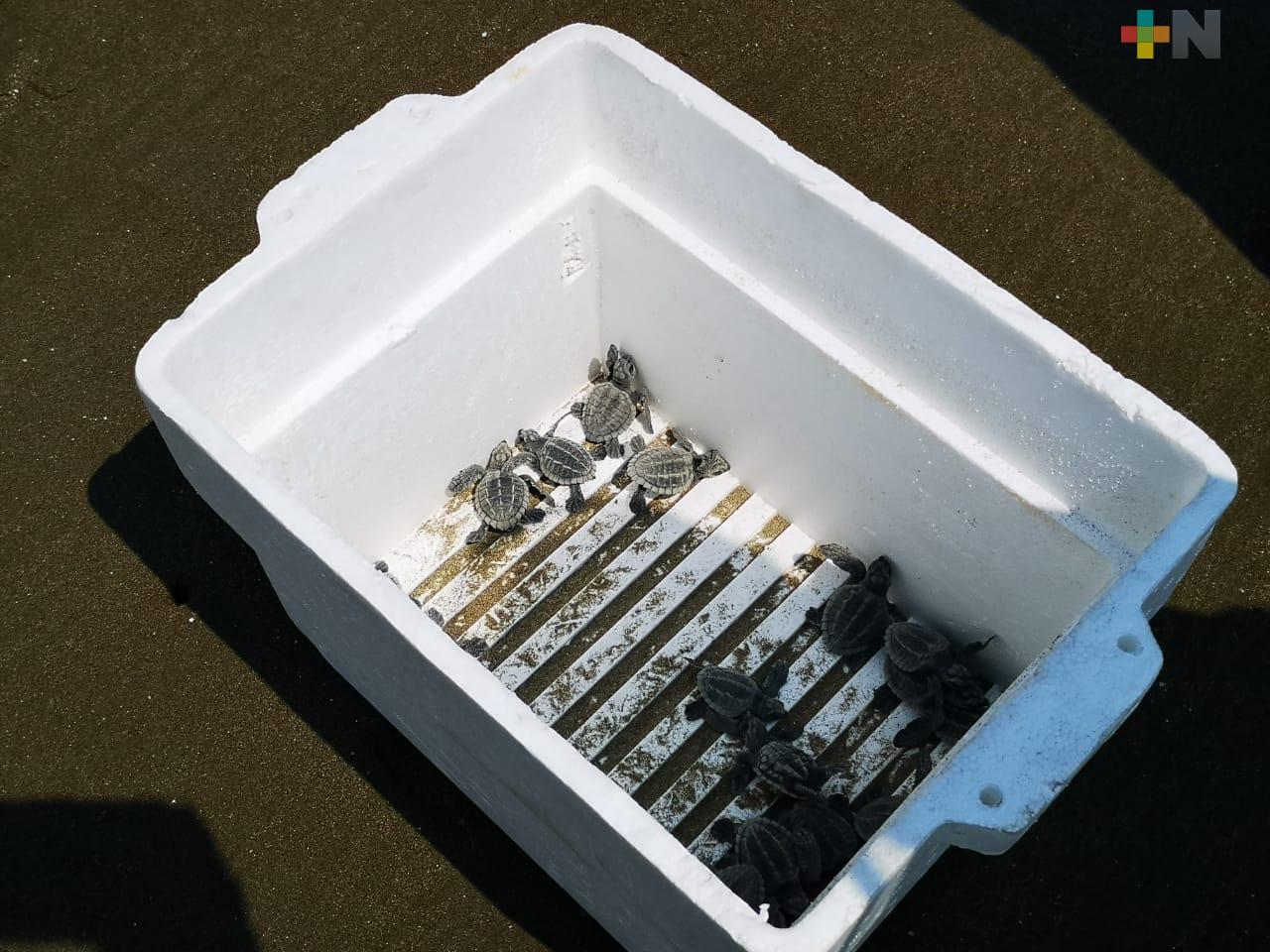 Profepa libera 18 tortugas lora en playa de Coatzacoalcos