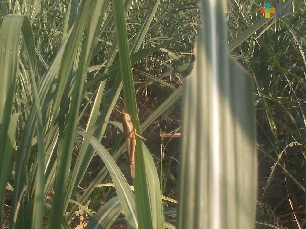 Comisión de Sanidad Vegetal del Estado supervisa parcelas sin encontrar presencia de langosta centroamericana