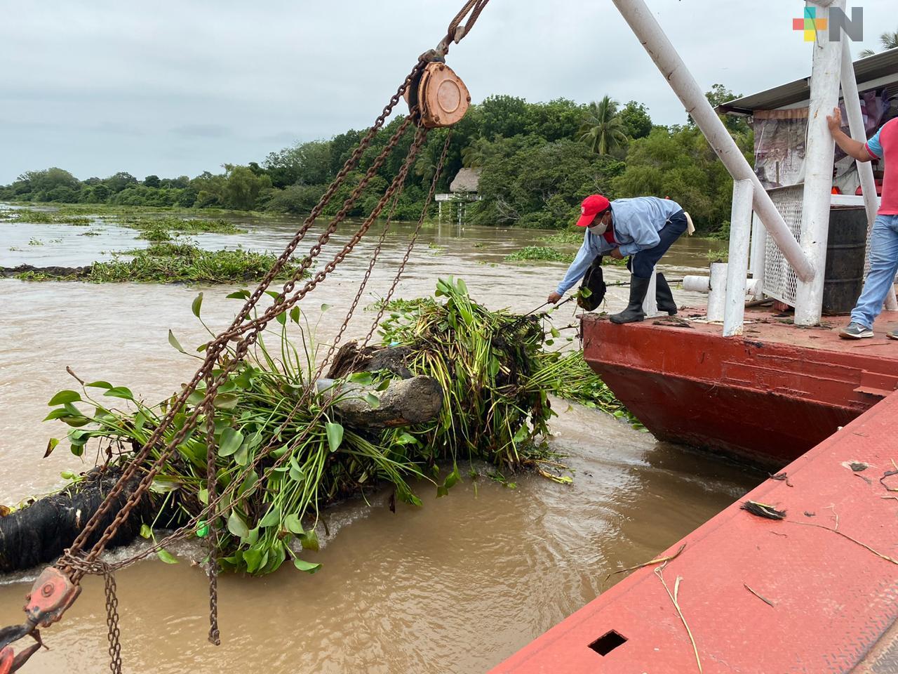 Limpiarán el lirio del río Viejo