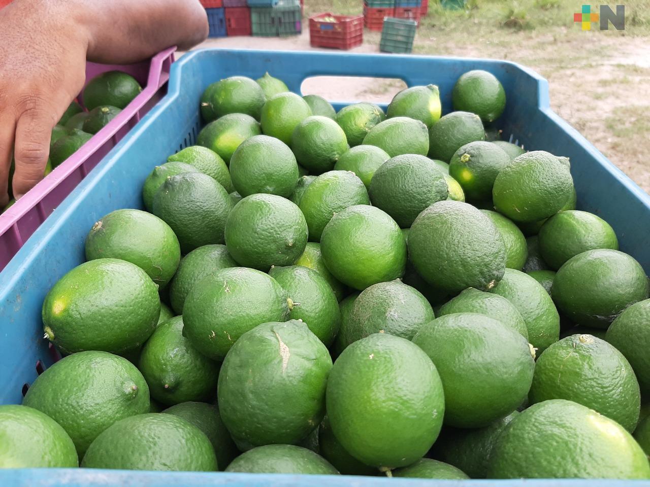 Corte y venta de limón chico afecta a la cadena productiva