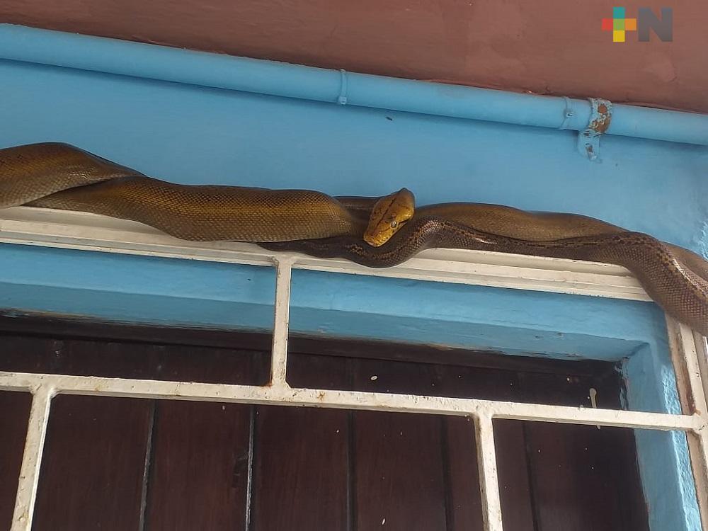PC y bomberos de Coatzacoalcos capturaron una pitón asiática en vivienda particular