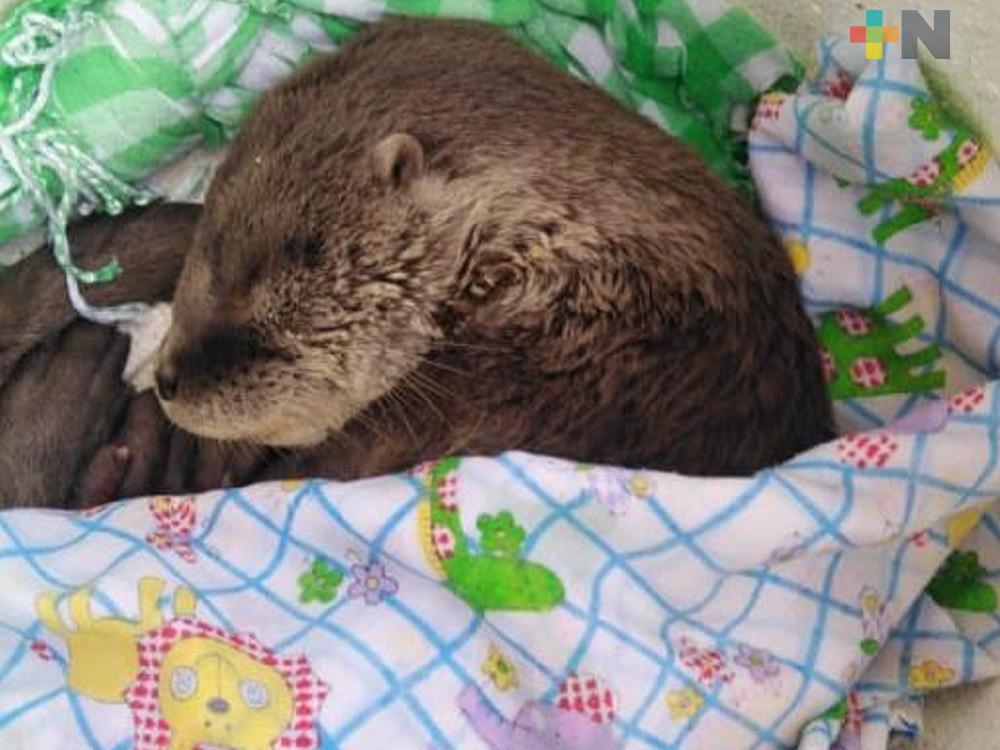Rescatan a nutria aparentemente extraviada en río Coatzacoalcos