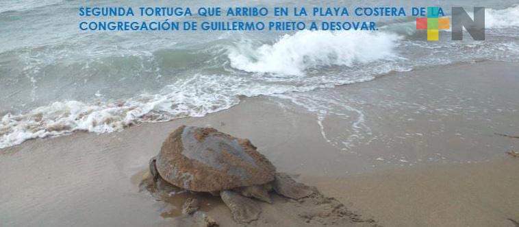 Reforzaron vigilancia para evitar saqueos de nidos de tortugas