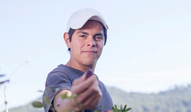 Participan ocho mil becarios de Jóvenes Construyendo el Futuro como aprendices en Producción para el Bienestar