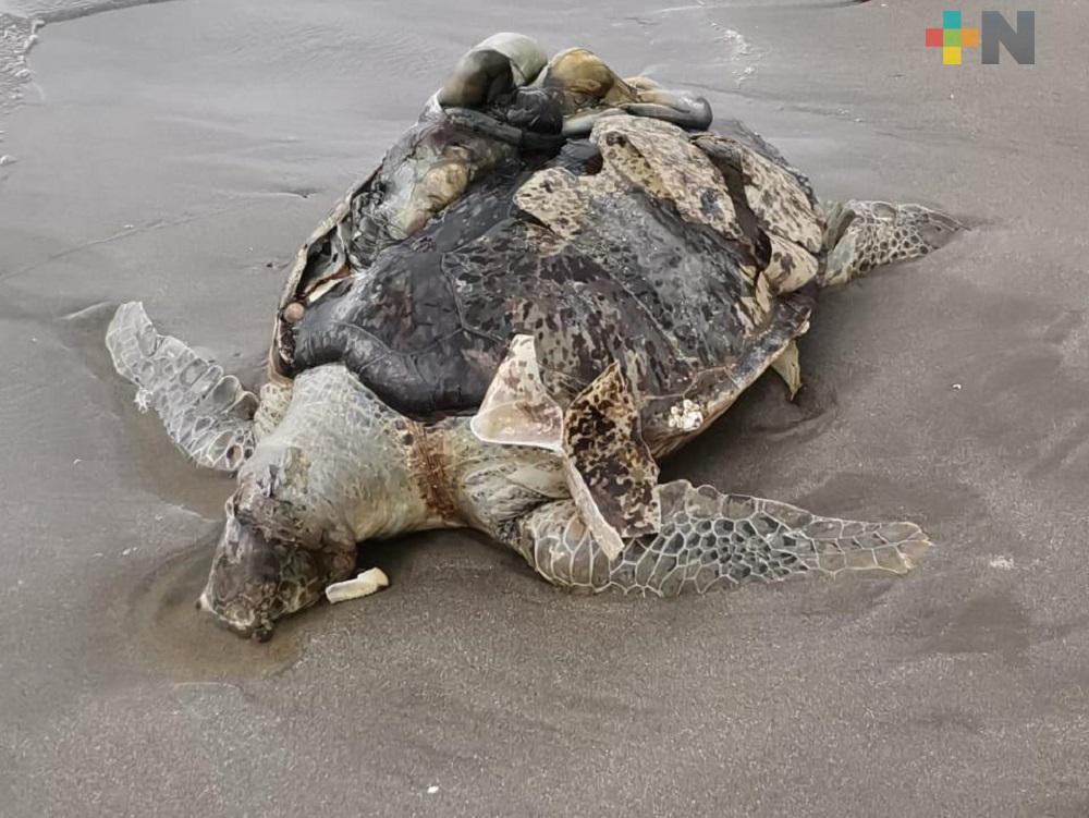 Bañistas hayan sin vida a tortuga en playa de Boca del Río