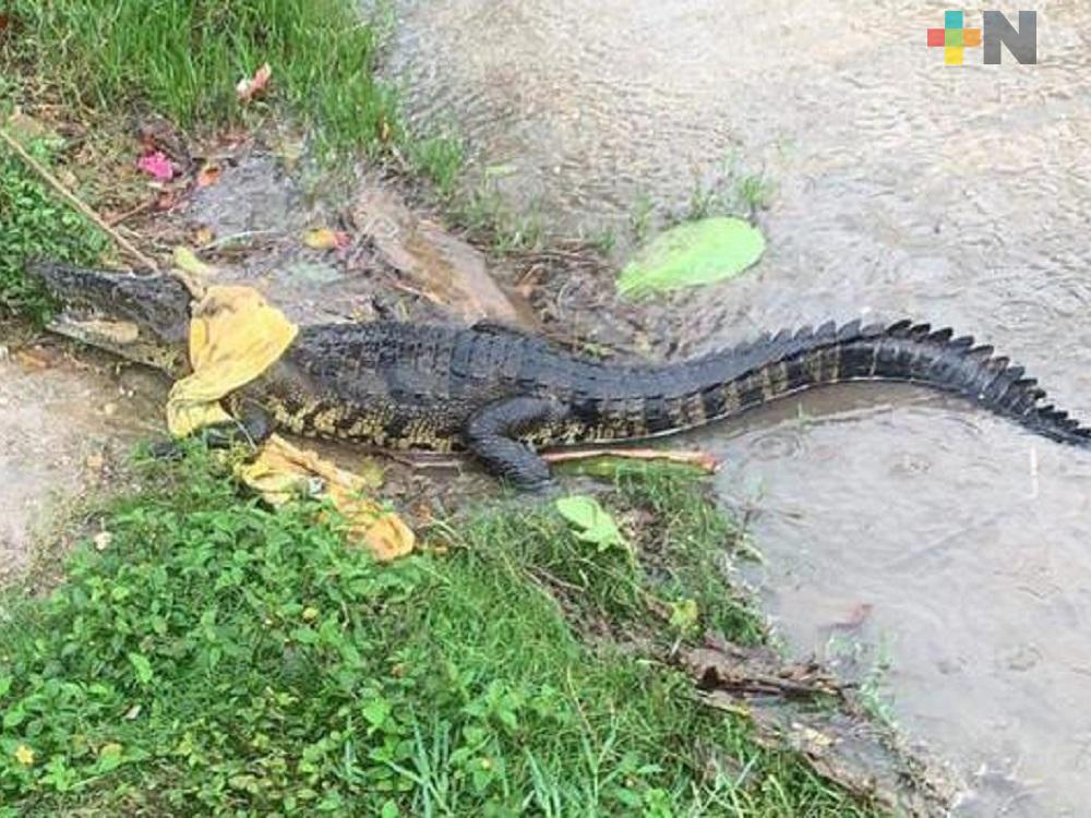 Capturan a cocodrilo que deambulaba en colonia de Villa Allende de Coatzacoalcos