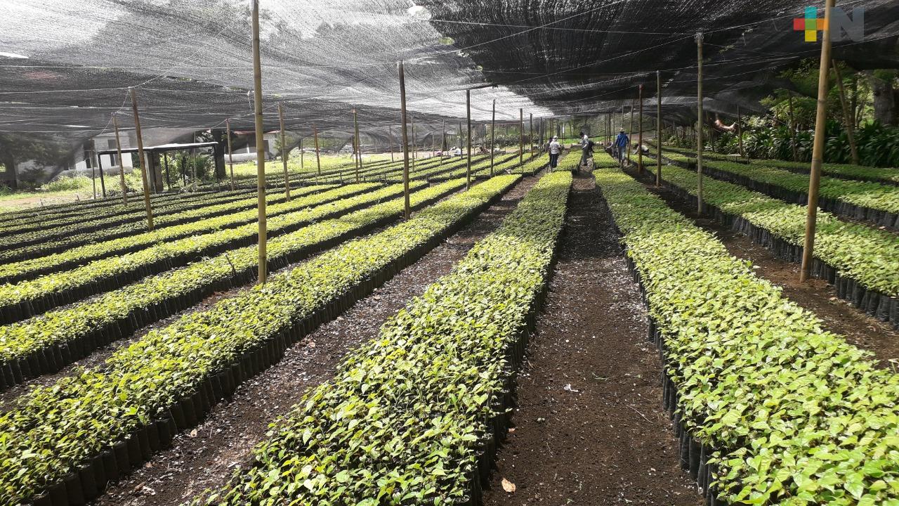 Producción para Sembrando Vida en Veracruz llega al 75% de su meta