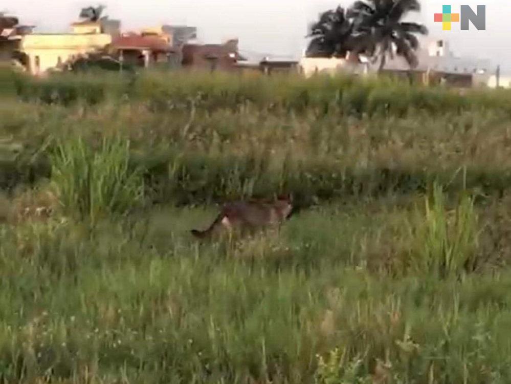 Manada de coyotes es vista en colonia de Coatzacoalcos