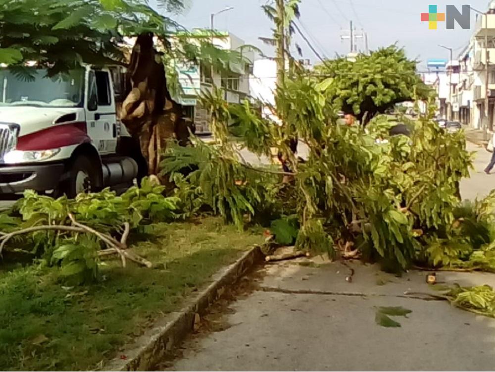 Por caída de árbol cierran circulación en avenida de Coatzacoalcos, sin reportarse daños