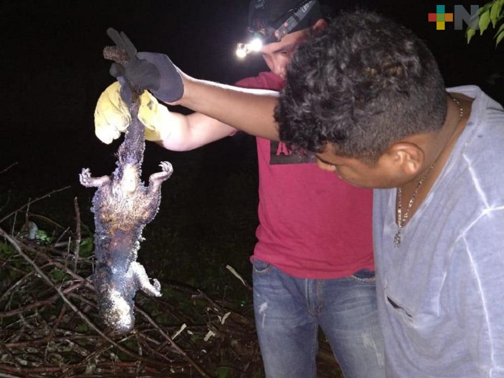 Vecinos de Las Choapas queman un puercoespín que deambulaba por su colonia