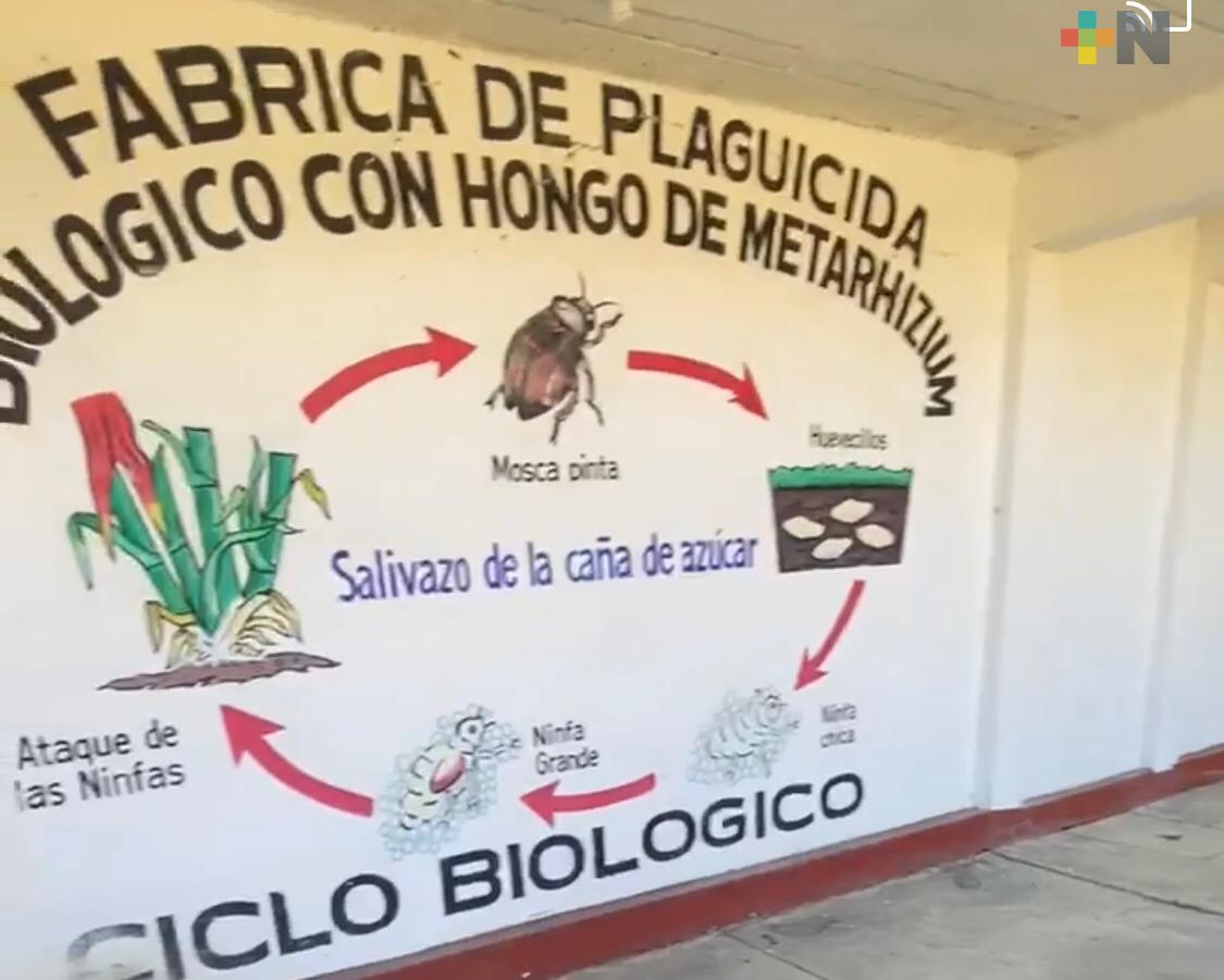 Con biotecnología previenen y combaten enfermedades de la caña en ingenio Tres Valles