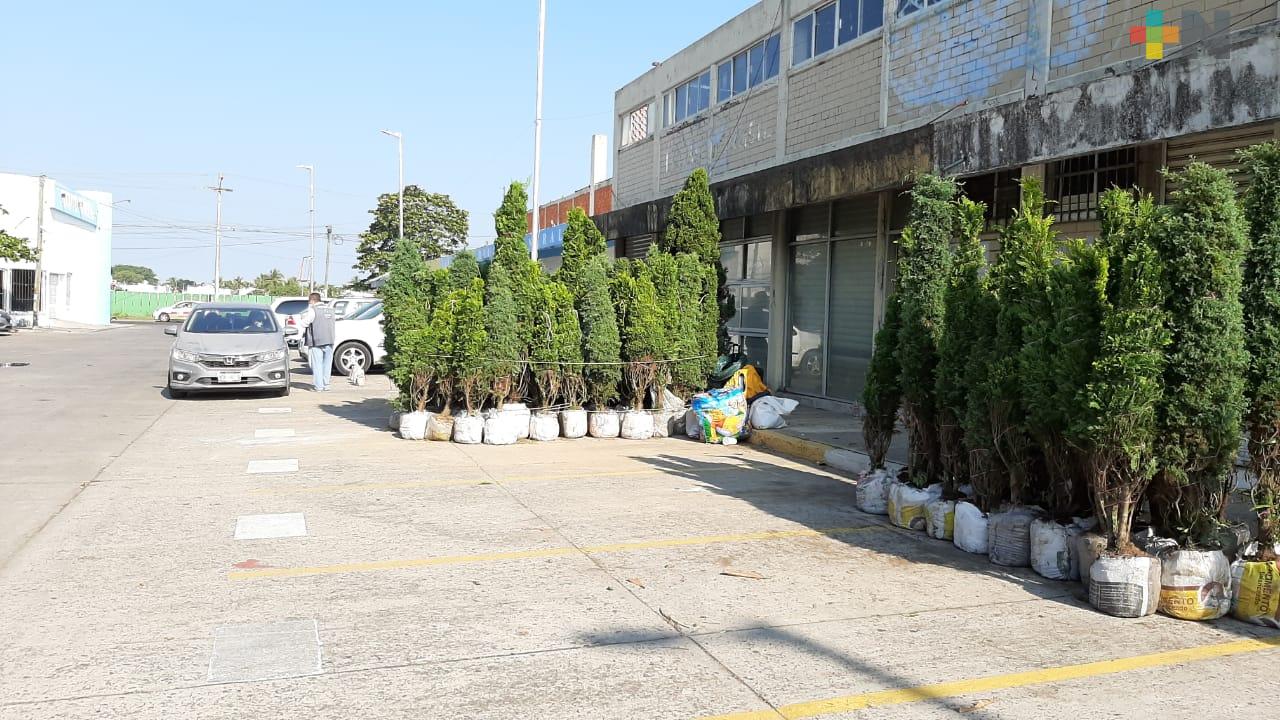 Limitan espacio a vendedores de pinos de Navidad en mercado Polvorín