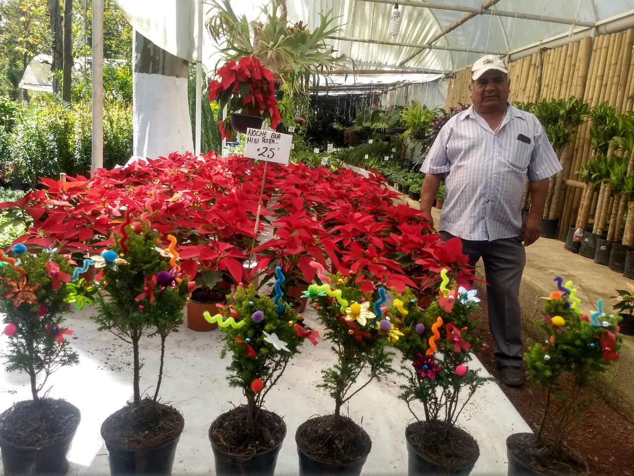 Vendedores de flor de nochebuena, se concentran en el parque Doña Falla de Xalapa para recuperarse