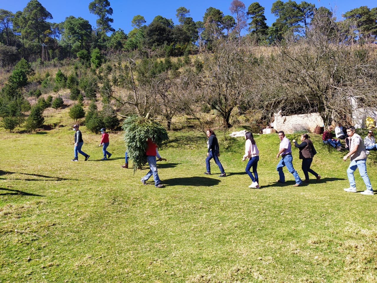 Venta de pinos navideños se mantiene a pesar del coronavirus, en la región de Las Vigas