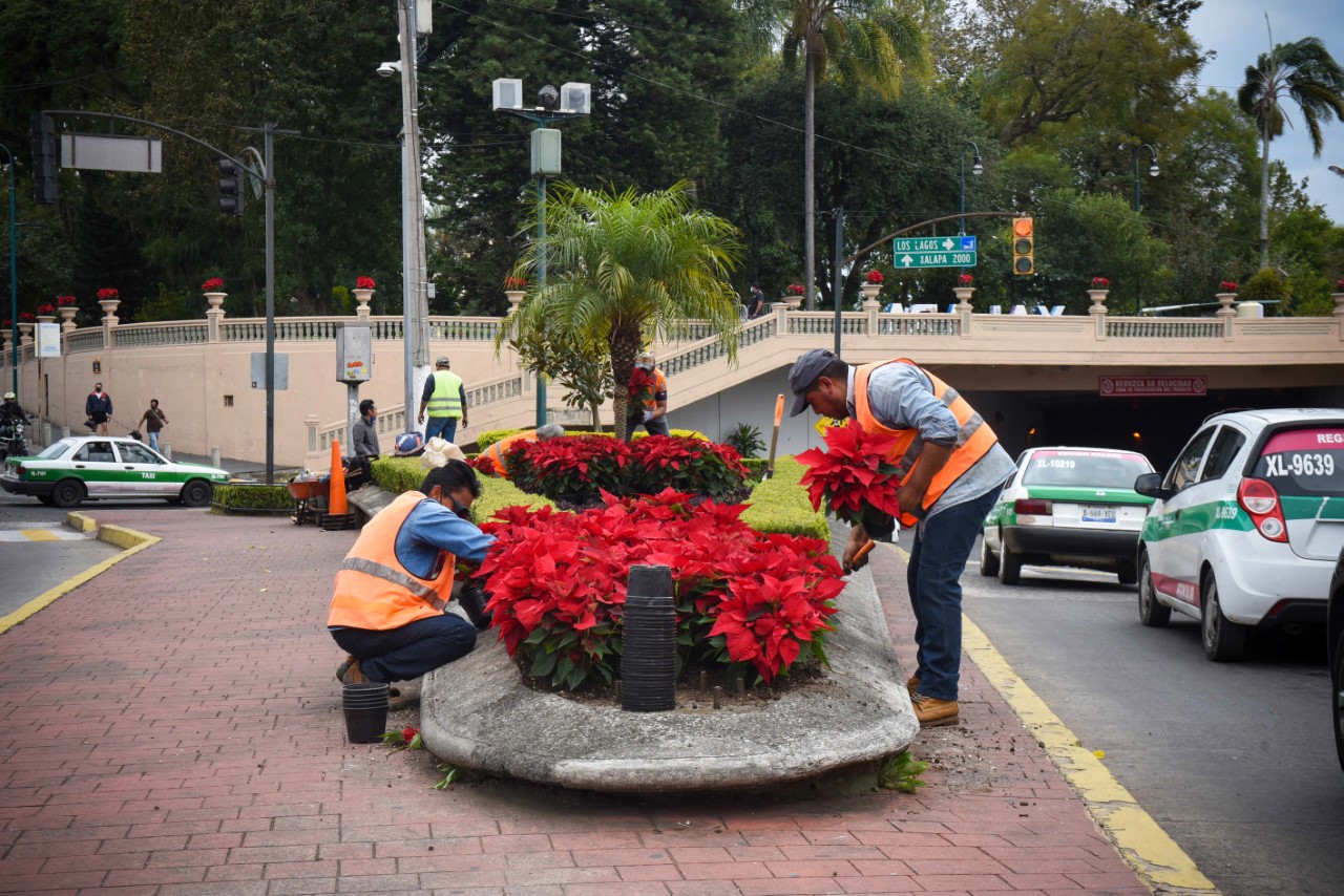Ayuntamiento de Xalapa coloca flores de Nochebuena en parques y jardines