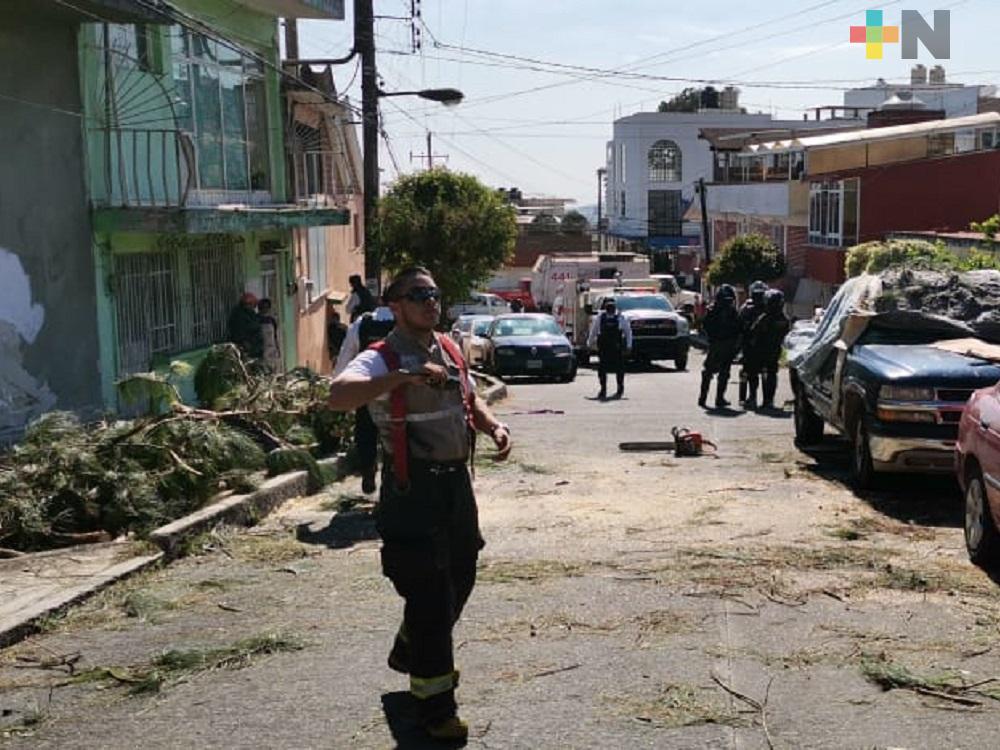 Árboles caídos el saldo de las afectaciones por viento arrachado en Xalapa