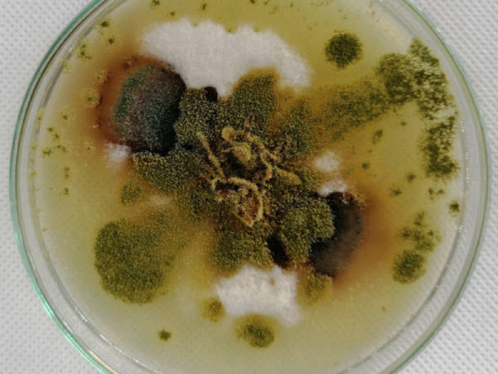 Estudia IPN contaminante que afecta el sistema endócrino