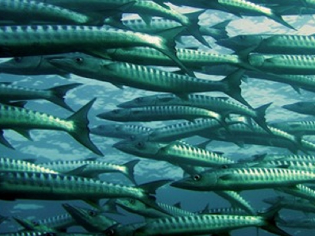 Nueva agenda de acción Oceánica, beneficiará a personas, naturaleza y economía