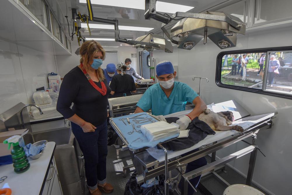 Esterilización de mascotas, primordial para la salud pública