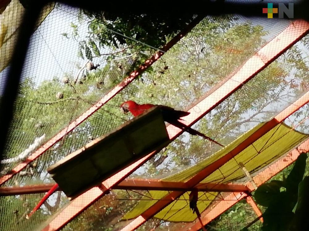 Frenan tráfico ilegal de la guacamaya roja en Los Tuxtlas