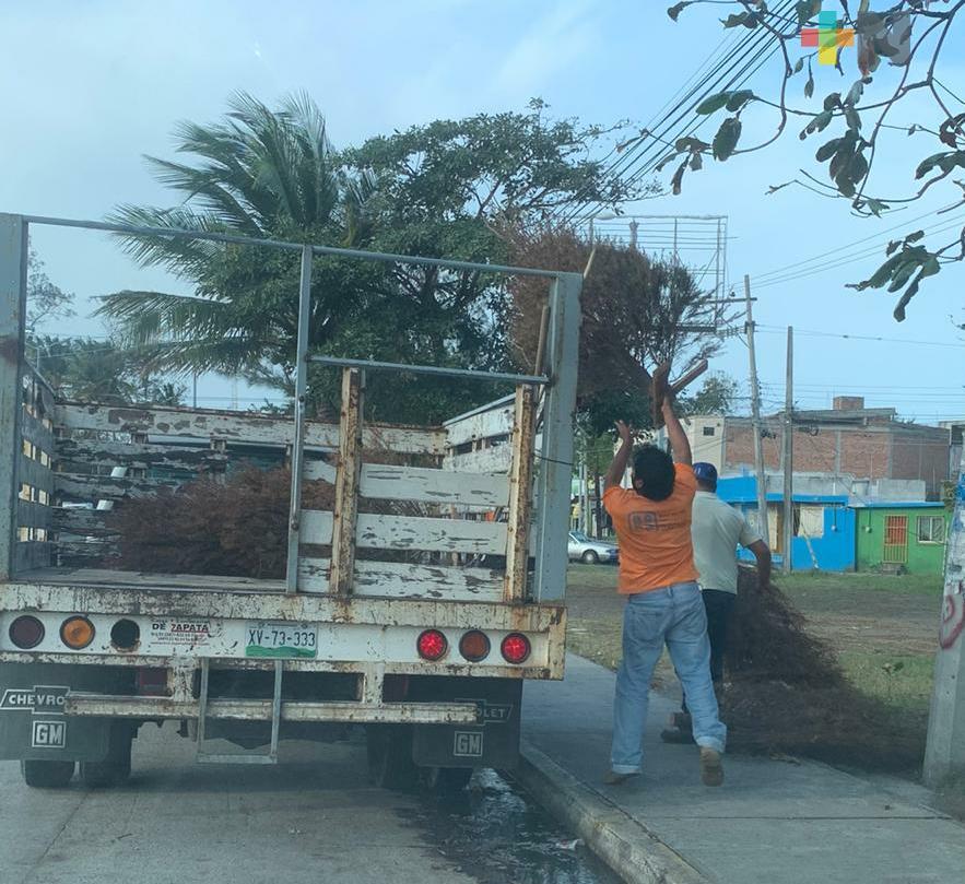 Retiran pinos navideños de predio en Boca del Río