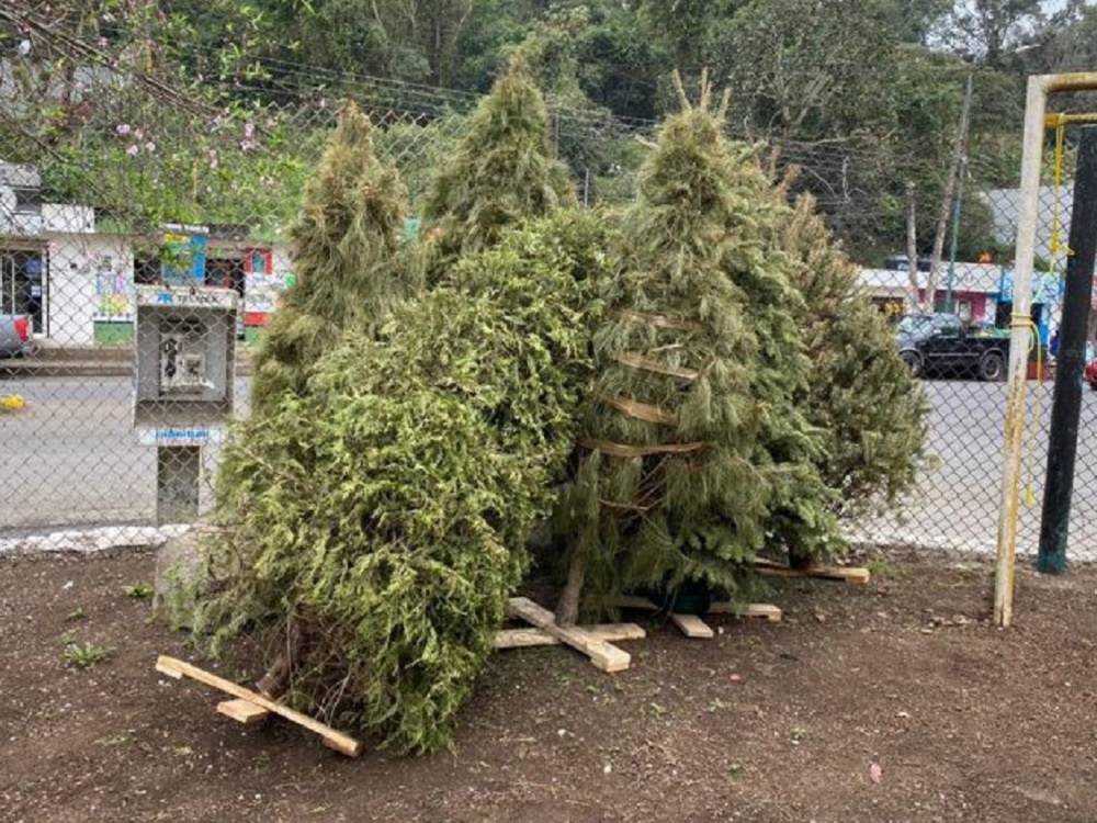 Campaña “Recicla tu Navidad” concluye el 12 de febrero