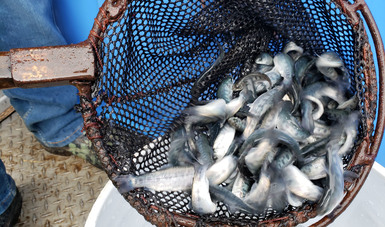 En 2020 entregaron semillas y peces de calidad genética a Veracruz, entre otras entidades