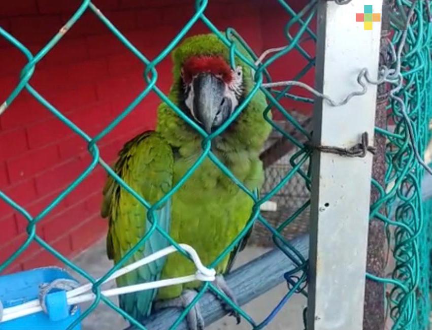 Protección Civil de Coatzacoalcos resguarda a guacamaya verde