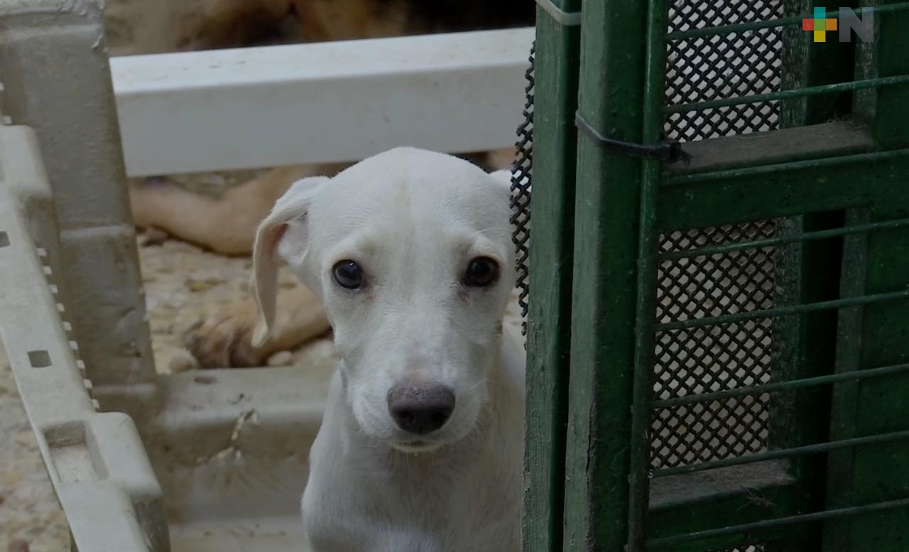 En 2020, municipio de Veracruz atendió 800 denuncias por maltrato animal