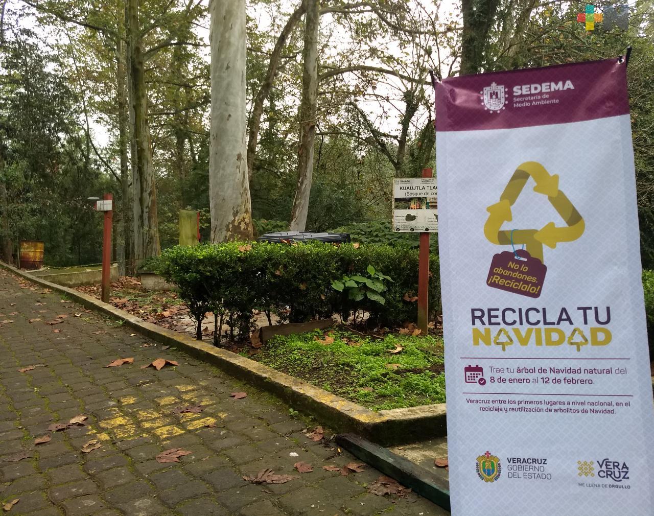 Xalapeños responden a la campaña Recicla tu Navidad