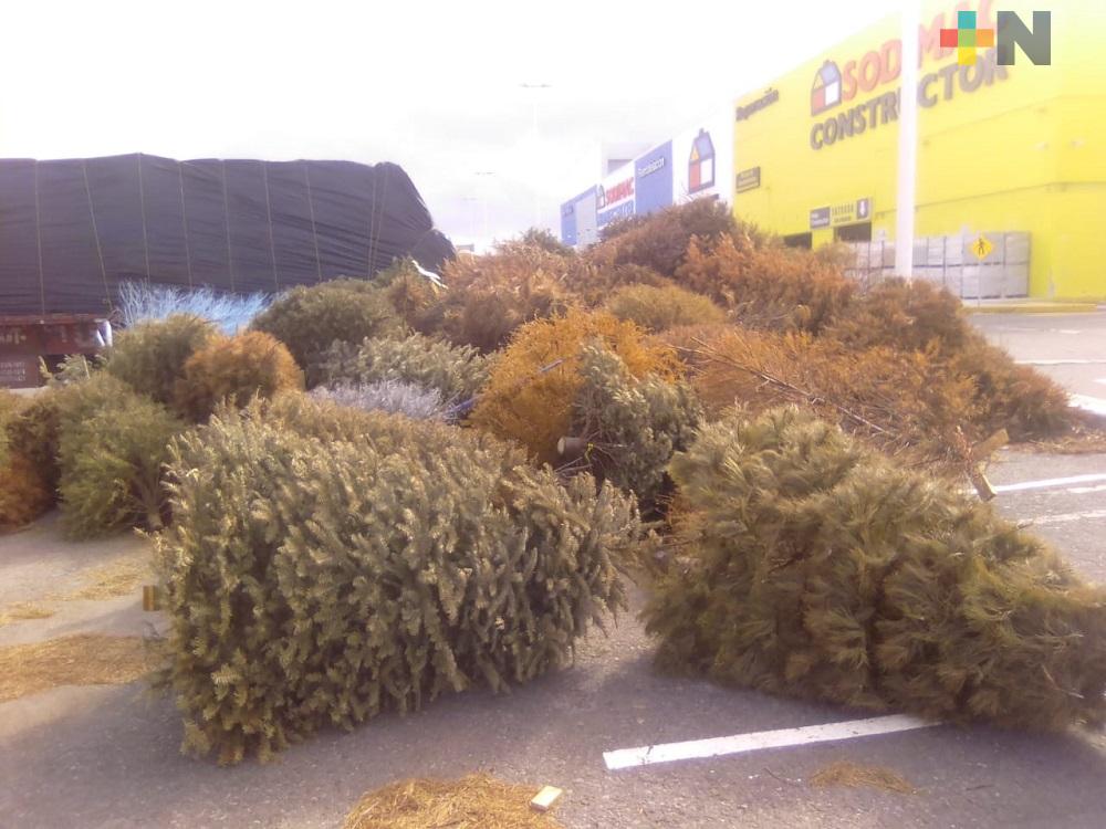 Ayuntamiento de Boca del Río ha recolectado más de tres mil árboles de Navidad