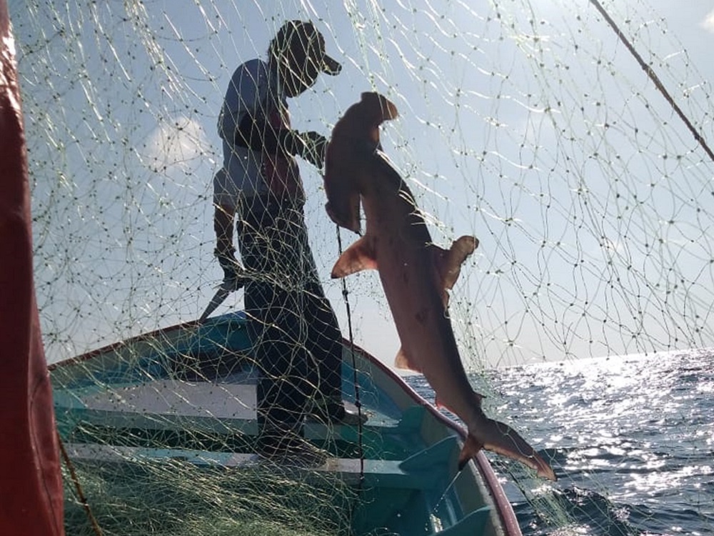 Disminuyen tiburones y rayas pese a esfuerzos de conservación