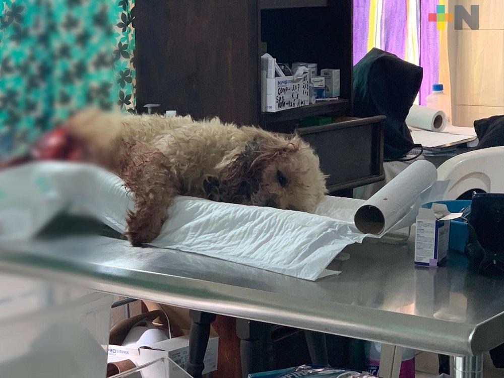 En Coatzacoalcos, mascotas en situación de calle son atropellados por autos y por el tren