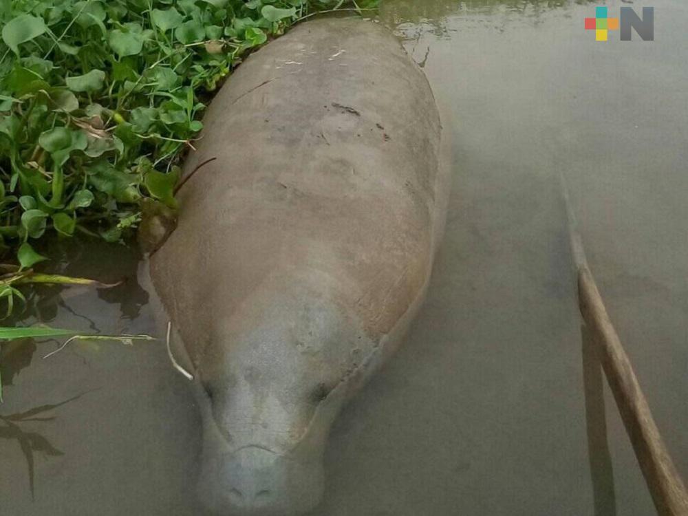 Encontraron flotando a manatí muerto en el Río Coatzacoalcos